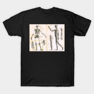 19th century anatomy illustration parts of  a human skeleton T-Shirt